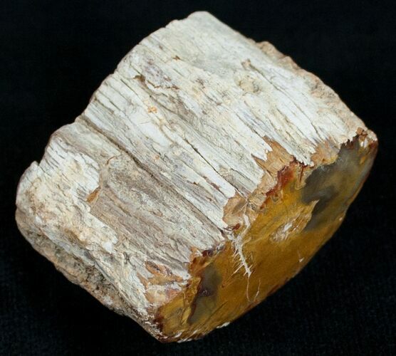 Polished Petrified Wood Limb - Madagascar #6853